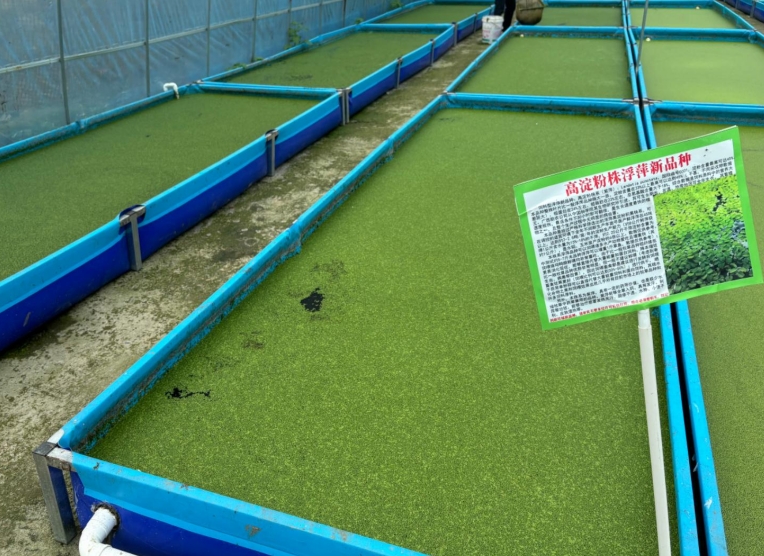【營養大王·高效淀粉源】飼料型高淀粉浮萍——畝年產6倍淀粉，養殖降本增效利器！